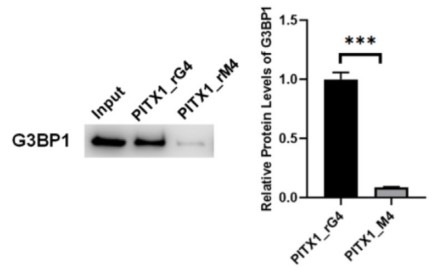 Western blot images and quantitative results obtained from in vitro pull-down of G3BP1 protein.jpg